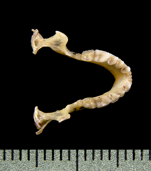 lower_dorsal0526