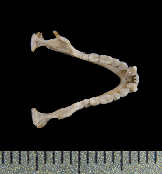 lower_dorsal0547