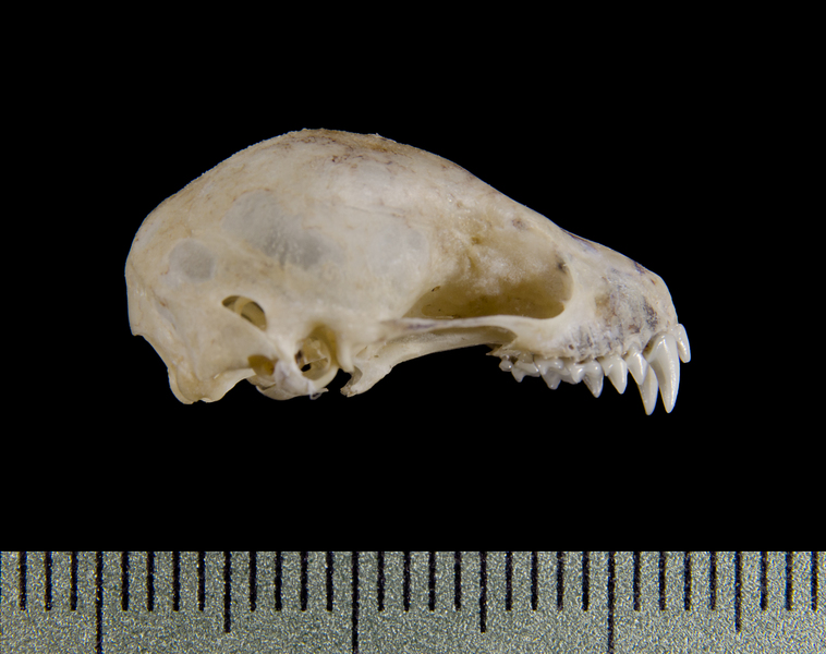 Craniata