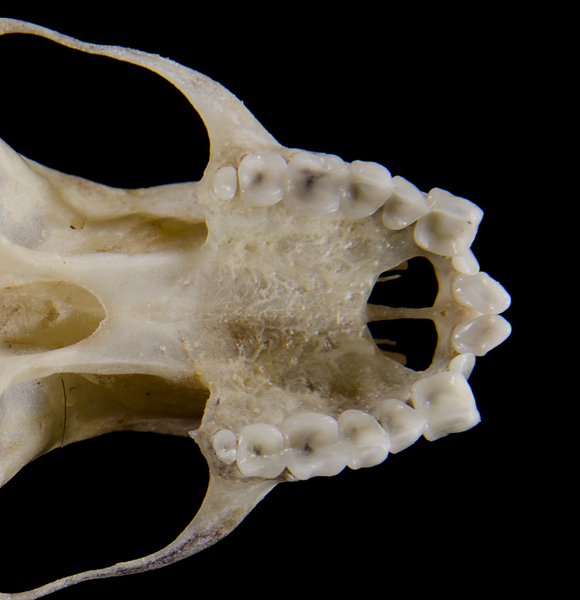 Eumetazoa