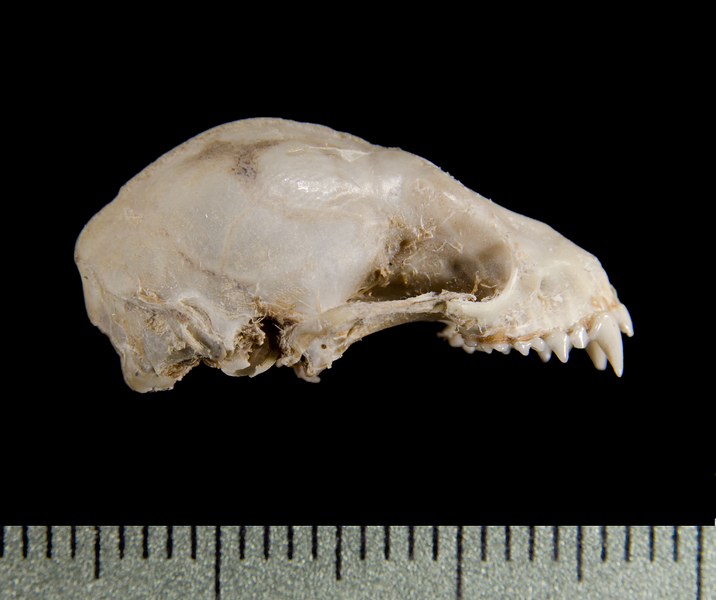 Craniata