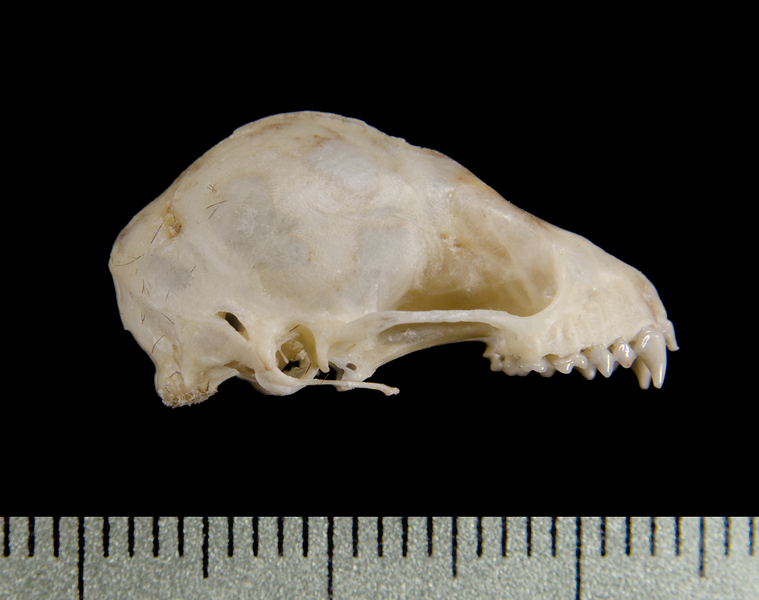 Craniata