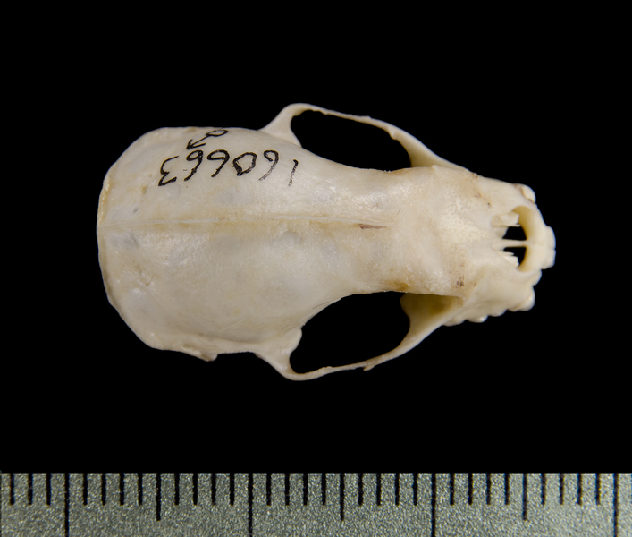 dorsal0566