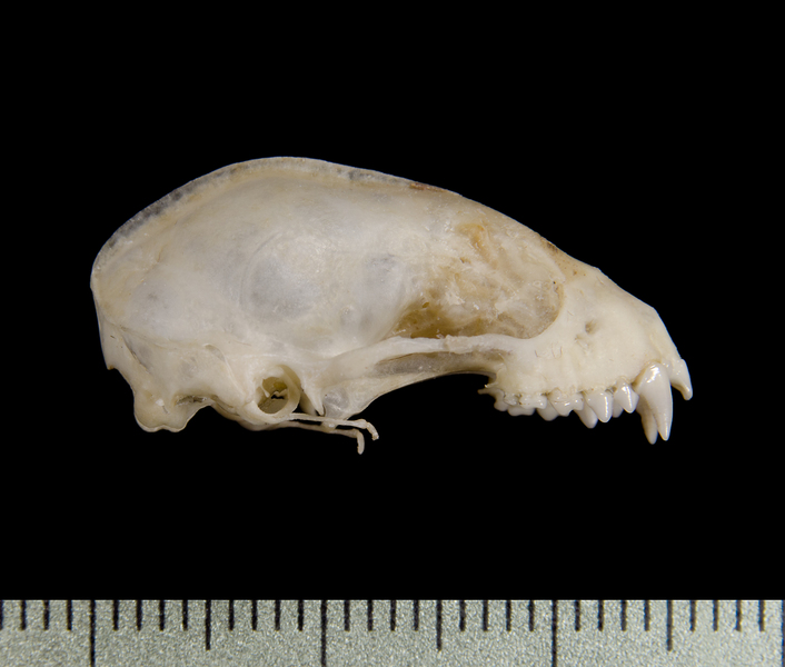 Craniata