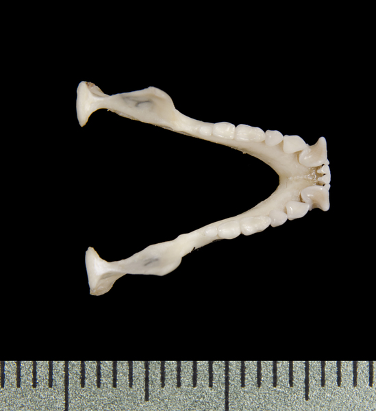 lower_dorsal0571