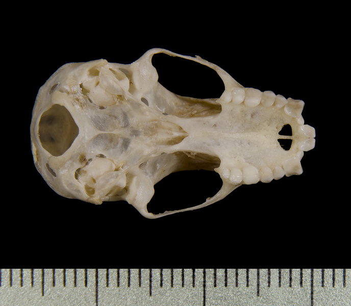 Craniata