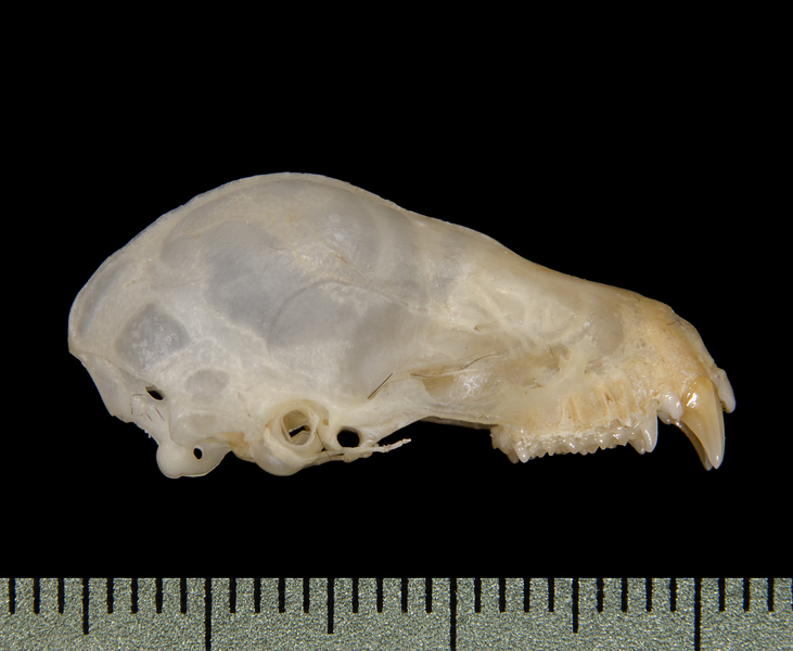 Craniata