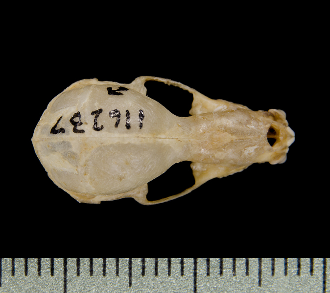 dorsal0655