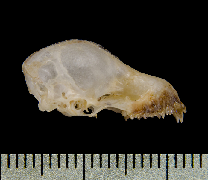 Craniata