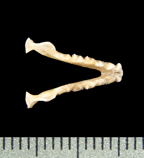 lower_dorsal0666