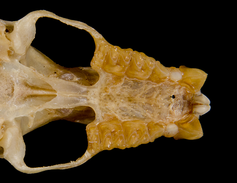 Lophostoma evotis