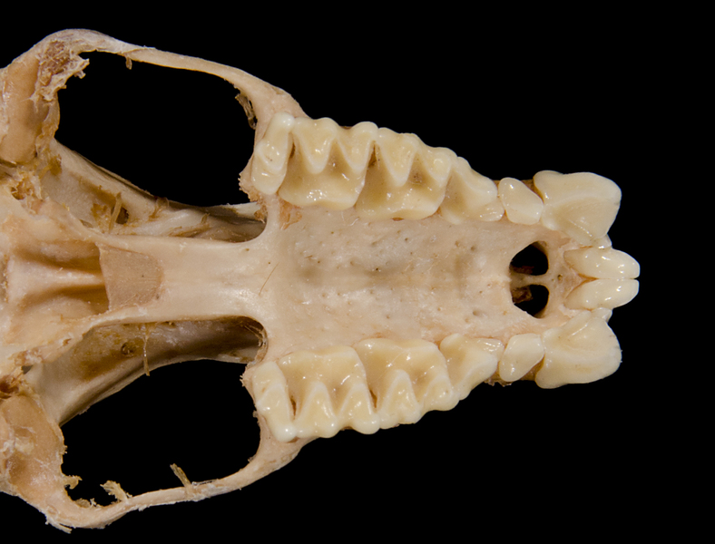 Craniata