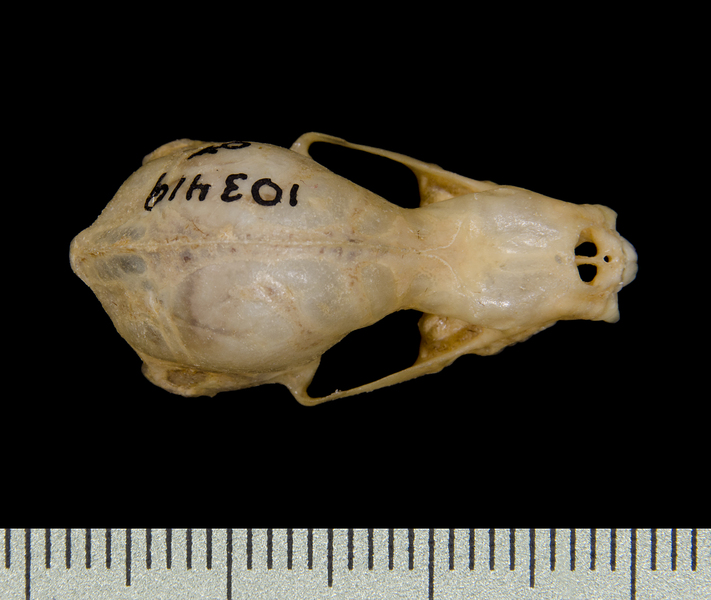 dorsal0621