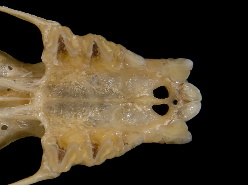 Euteleostomi