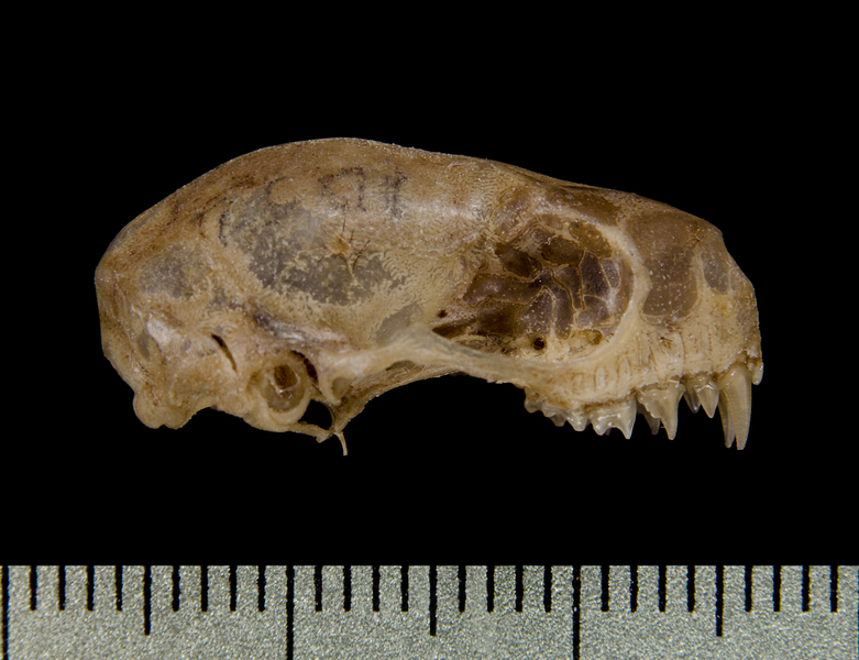 Craniata