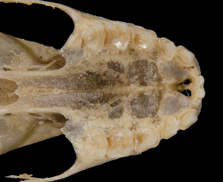 Craniata