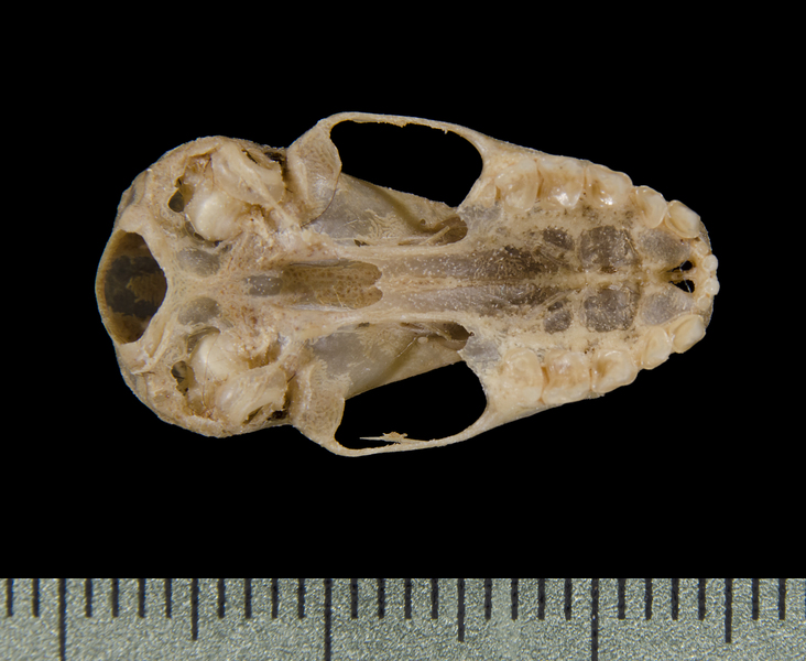 Craniata