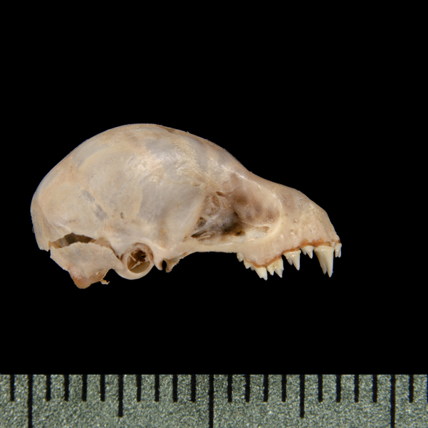 Craniata