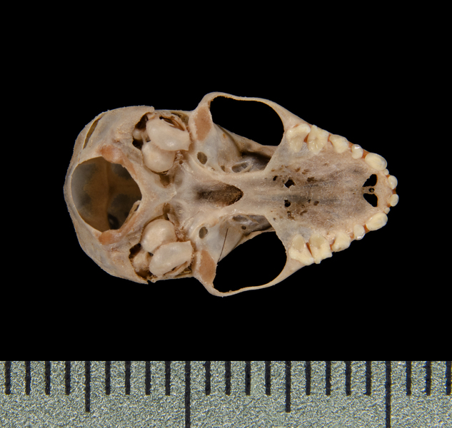 Craniata