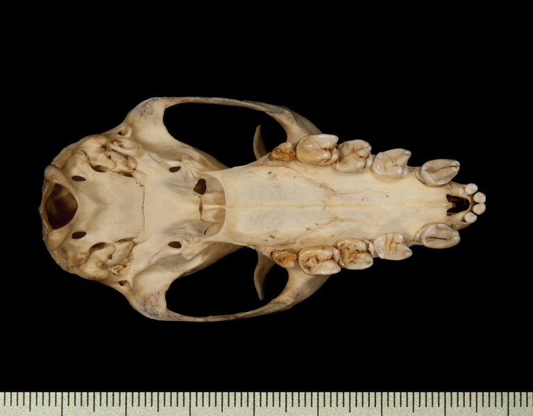 ventral6437