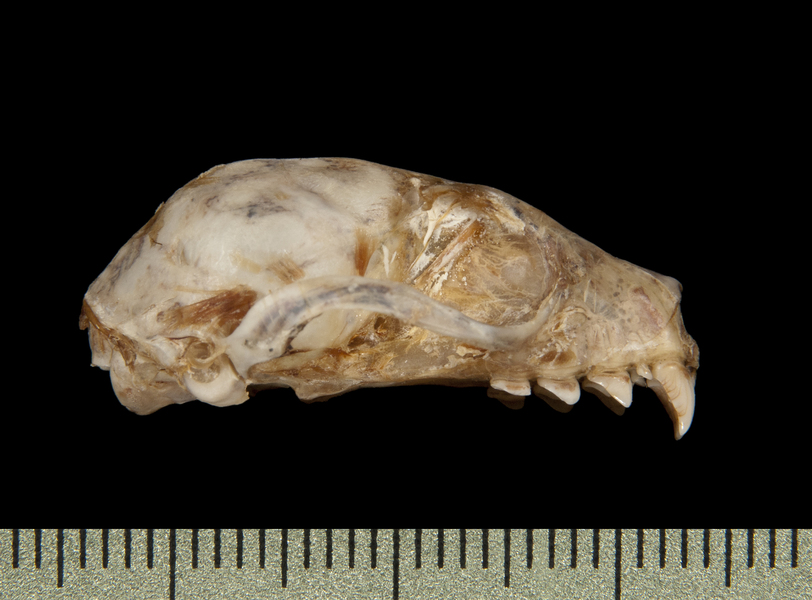 Craniata