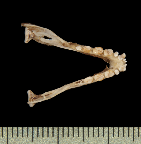 lower_dorsal6456