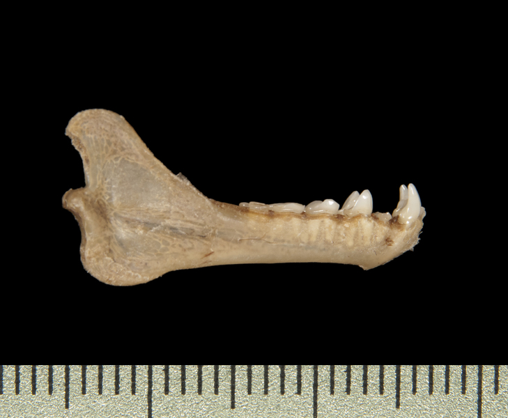 Craniata