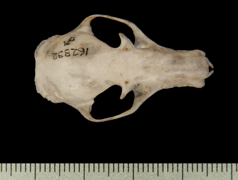 dorsal6547