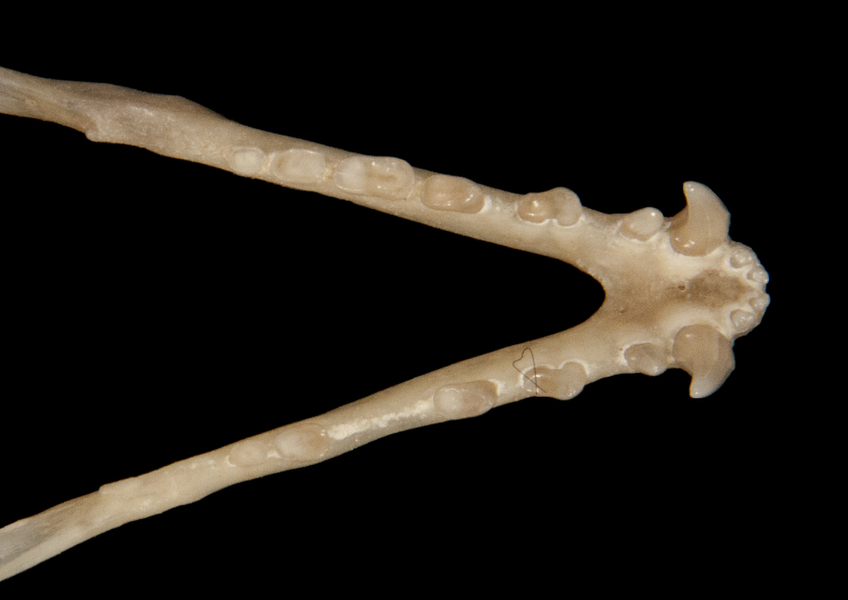 Vertebrata