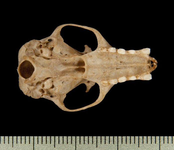 ventral6554