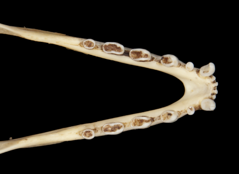 Vertebrata