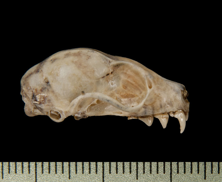 Craniata