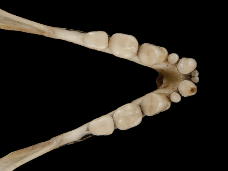 Craniata