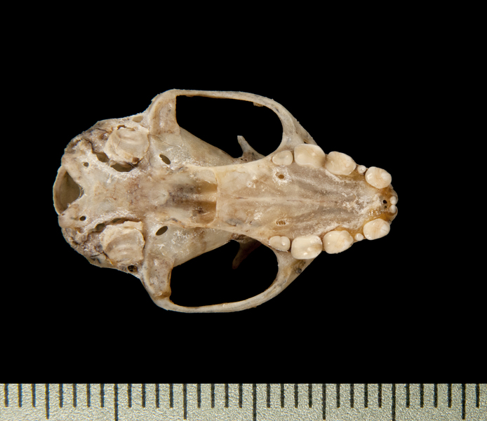 ventral6412