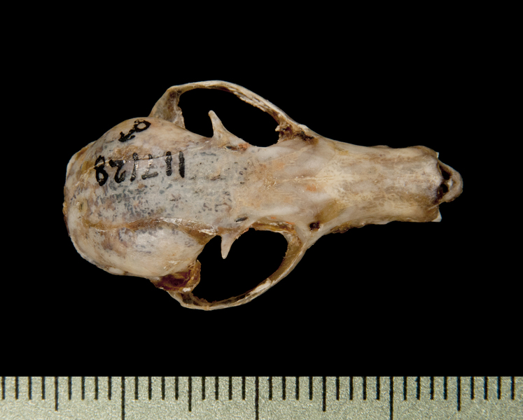 dorsal6399