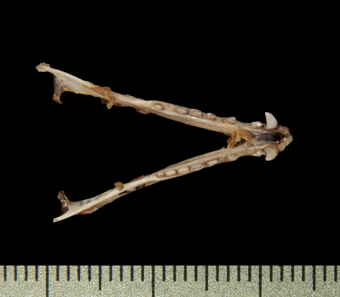 lower_dorsal6408