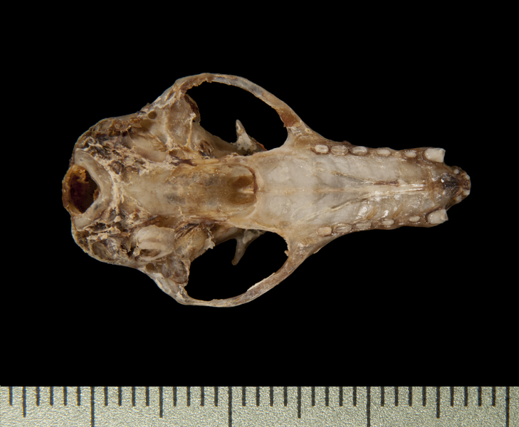 Eumetazoa