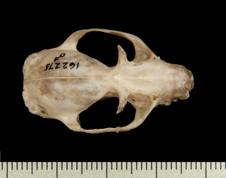 dorsal6471