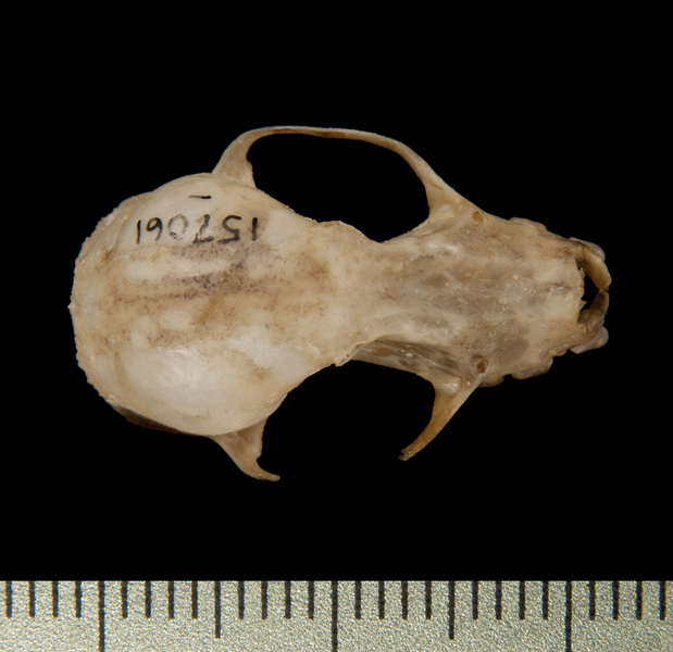 dorsal6417