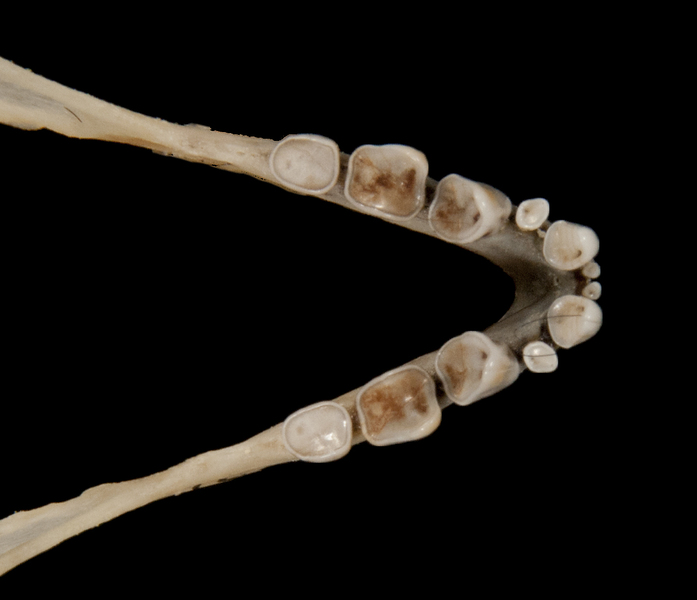 Craniata