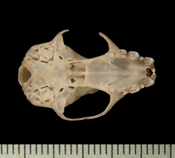 Craniata