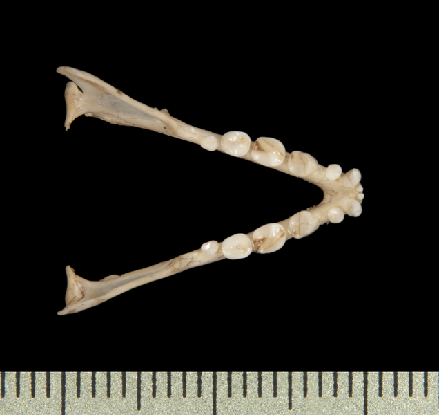 lower_dorsal6482