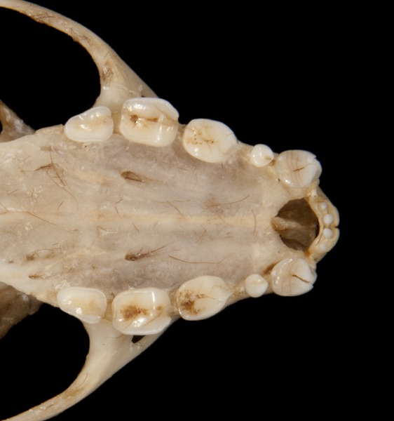 Eumetazoa