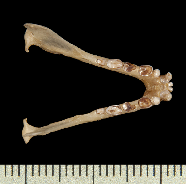 lower_dorsal6492