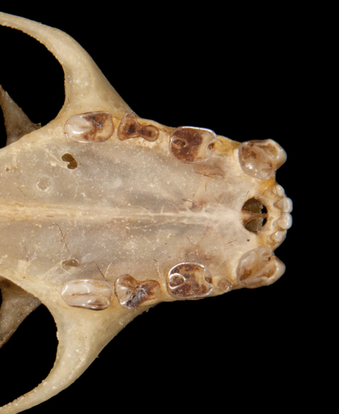 Deuterostomia