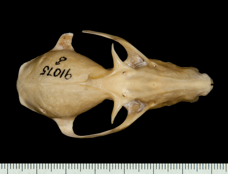 dorsal6539