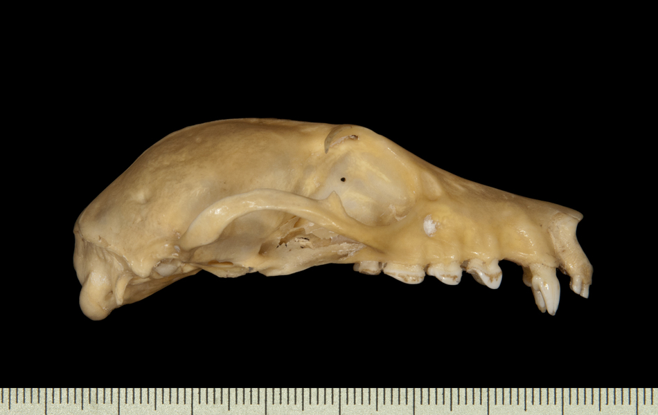 Craniata