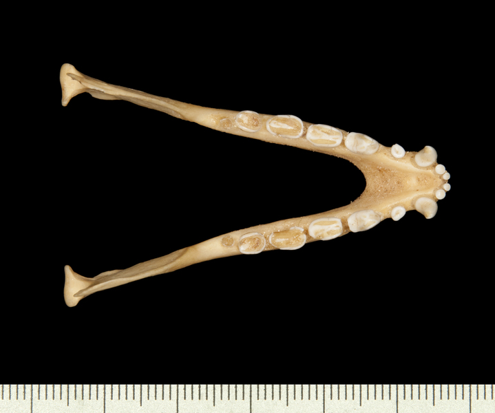 Euteleostomi