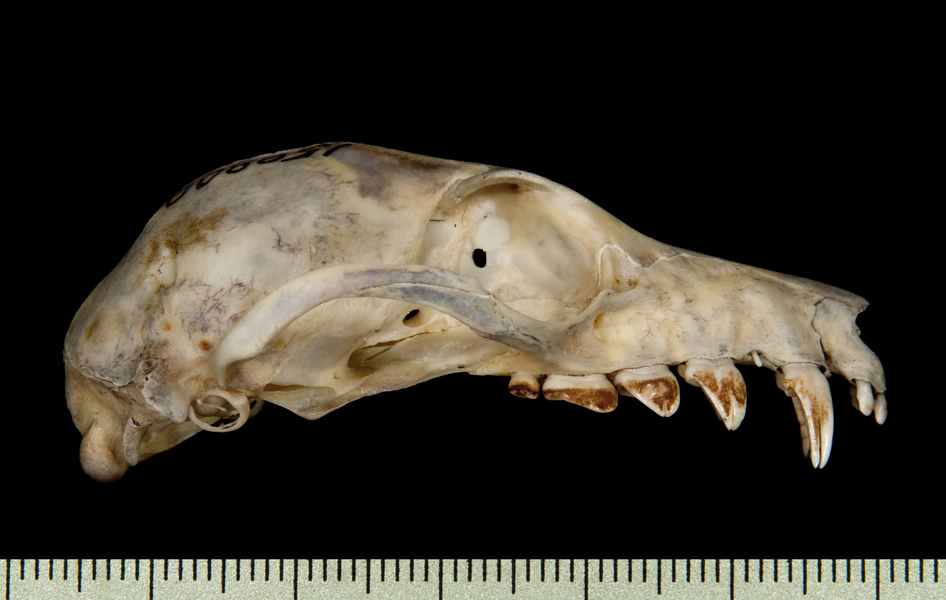 Craniata