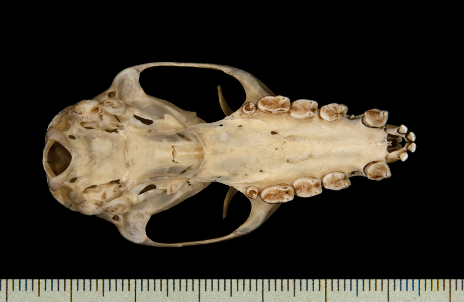 ventral6511